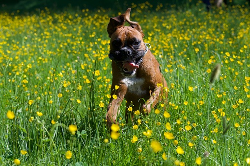 Happy boxer dog in the middle of a field of yellow flowers