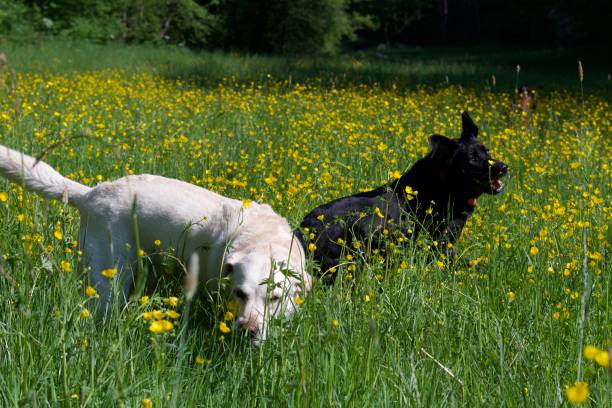 2 labrador retriever dogs in a field of yellow flowers enjoying spring. One is yellow and the other is black.