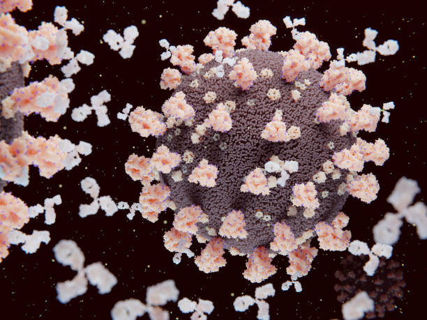 istock Antibodies binding and neutralizing coronaviruses SARS-CoV-2 1395165251