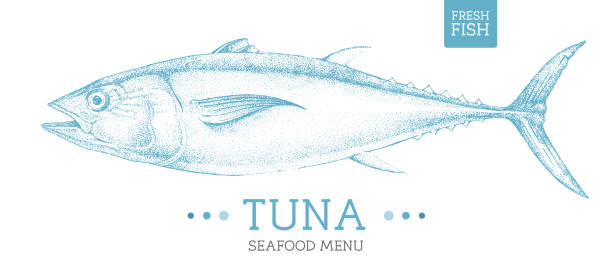 illustrazioni stock, clip art, cartoni animati e icone di tendenza di illustrazione vettoriale realistica del tonno. design del menu di pesce - tuna