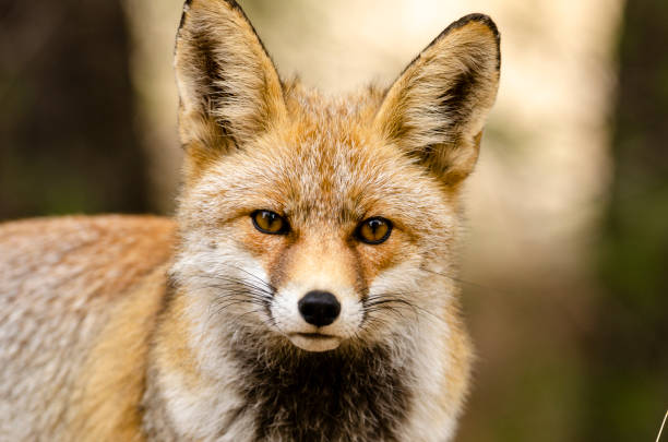istock red fox (vulpes vulpes) in the mountains looking towards the camera 1395165525