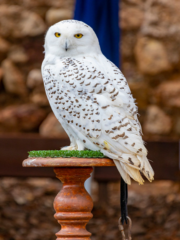 (Bubo scandiacus)