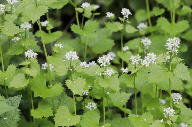 istock Garlic Mustard, Jack-by-the-Hedge (Alliaria petiolata) 1395166250