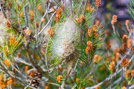 Thaumetopoea pityocampa nest on Barcelona's pine tree. \n\nThe pine processionary is a real pest this winter near Barcelona and in Catalonia.