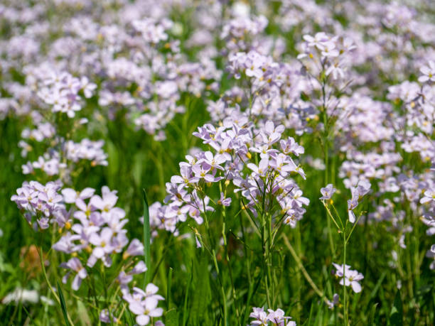 istock Meadow full of bittercress in spring 1395166689