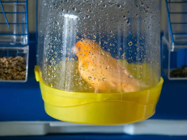 Photo of Bird bath. Orange canary washes in a bird bath in its cage. Breeding songbirds at home.