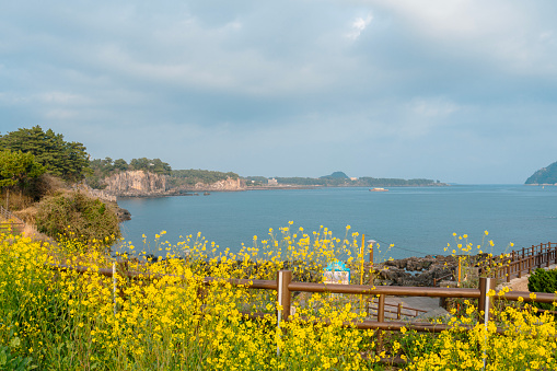 Sea with yellow rape flower at Jaguri Park in Jeju island, Korea