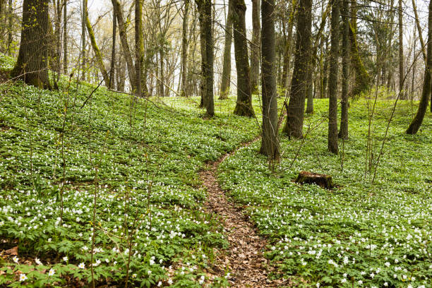 istock Walk path in lush and green forest in springtime 1395167794