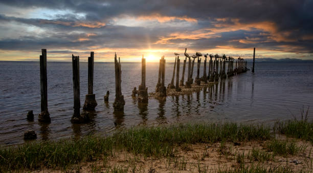 tramonto sul fiume saint marks a tallahassee, florida - swamp moody sky marsh standing water foto e immagini stock