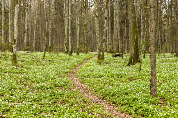 istock Walk path in lush and green forest with many white wildflowers in springtime 1395168078