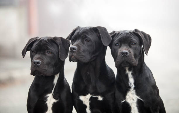 Three Italian Cane Corso puppies in the fog Three Italian Cane Corso puppies in the fog cane corso stock pictures, royalty-free photos & images