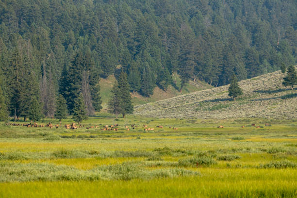 istock Herd of Elk Graze In The Grassy Valley 1395168964