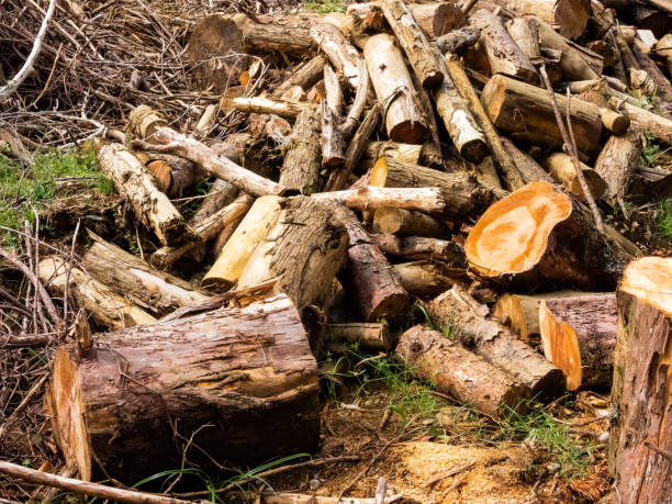 istock A pile of logs 1395169048