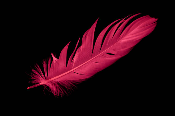 istock red feather of a goose on a black background 1395169173