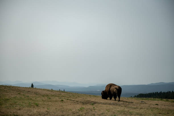 istock Male Bison Grazes Alone On Ridge 1395169437