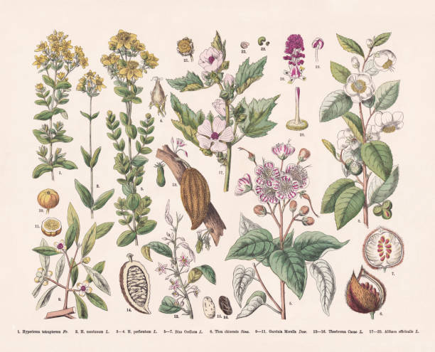 ilustraciones, imágenes clip art, dibujos animados e iconos de stock de plantas con flores (rosids), grabado en madera coloreado a mano, publicado en 1887 - rosids