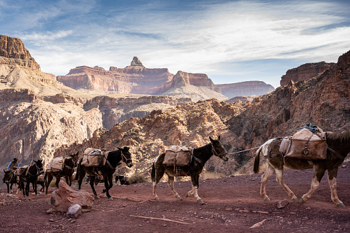 Pack Mules Heading Up The South Kaibab Trail in the Grand Canyon