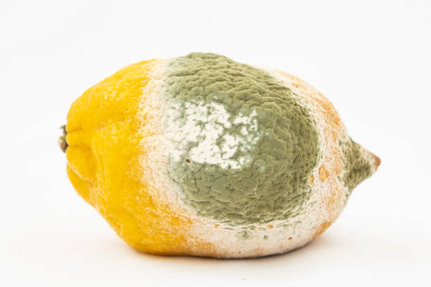 istock Spoiled lemon with mold. White background. Spoiled citrus 1395170189