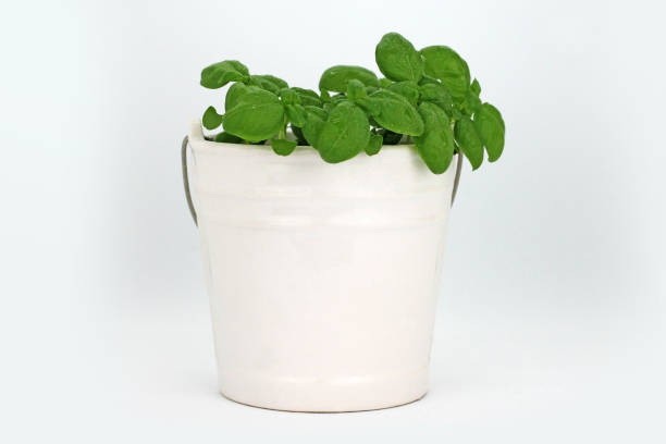 Basil plant in ceramic pot on white background.
