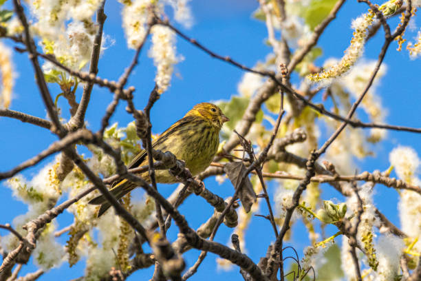 istock European Serin perched on a tree branch 1395170528