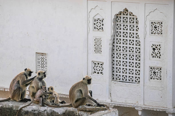 istock Group of monkeys in Pushkar, India 1395170579