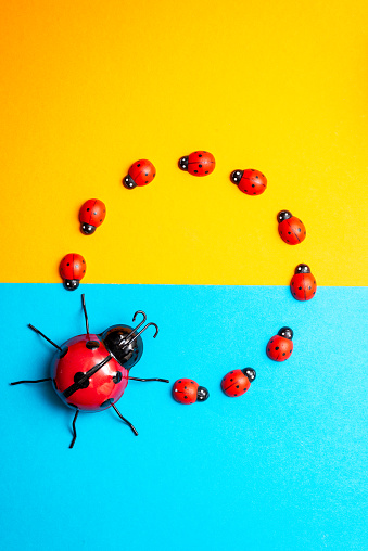 small and large toy ladybirds on a yellow and blue background ,copy space .concept of spring summer