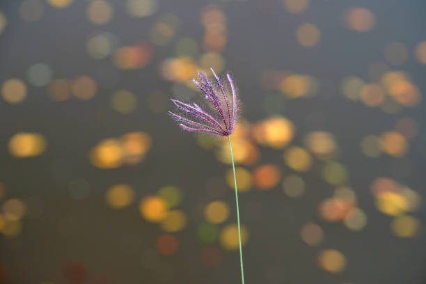 Chloris virgata (Feathery rhodes grass) with Autumn leaves bokeh background. Beauty of nature.