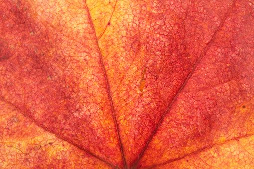 Sweet gum tree leaf in a close up view