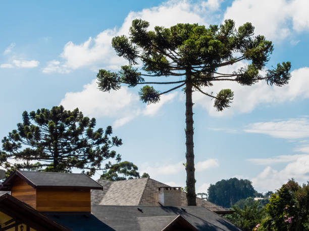 Araucaria trees (Parana Pine), on a sunny day. stock photo