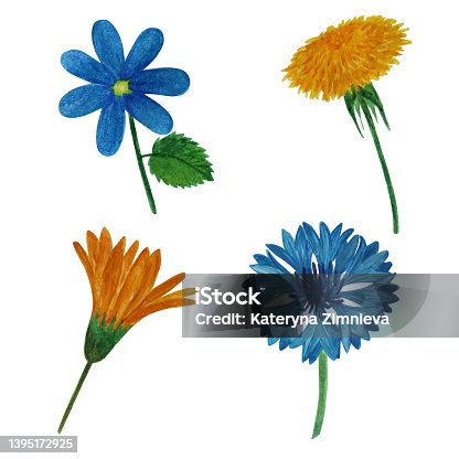istock Realistic watercolor set of summer flowers with cornflower, dandelion, forget-me-not, calendula 1395172925