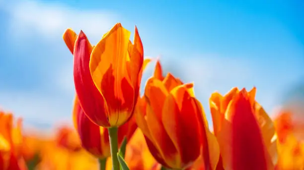 Photo of Panoramic landscape of orange beautiful blooming tulip field in Holland Netherlands in spring with blue sky, illuminated by the sun - Close up of Tulpis flowers backgrund banner panorama