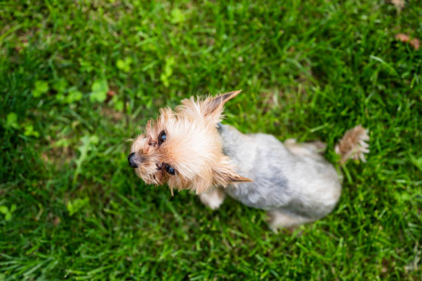 Yorkshire Terrier in warm clothes on autumn background.