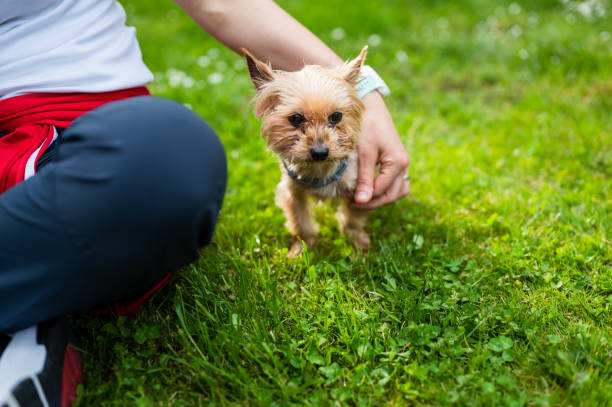 istock Yorkshire Terrier sitting in grass with its female owner hugging him 1395174194