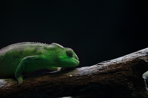 Close-up of a colourful panther chameleon in the wild.