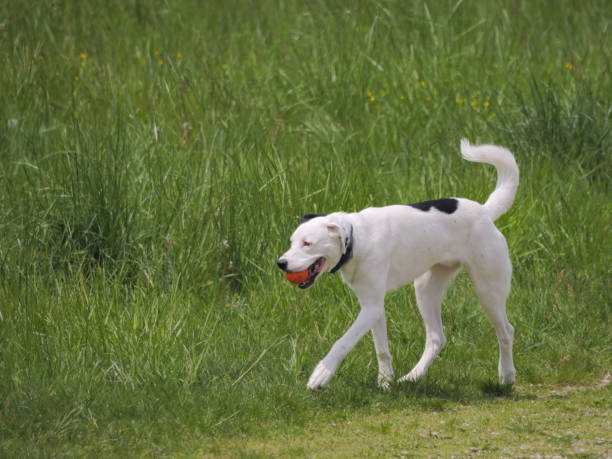 Dogo Argentino walking in the meadow Dogo Argentino walking in the meadow dogo argentino stock pictures, royalty-free photos & images
