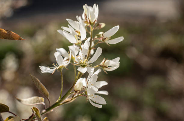 close-up of the blossoms of a shadbush with white petals and hairy tepals