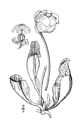 Antique botany plant illustration: Serracenia purpurea, Pitcher plant