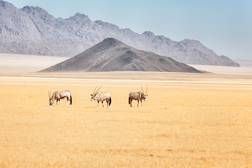 Three oryx antelopes in the plains of Namib Rand Nature Reserve, Namibia