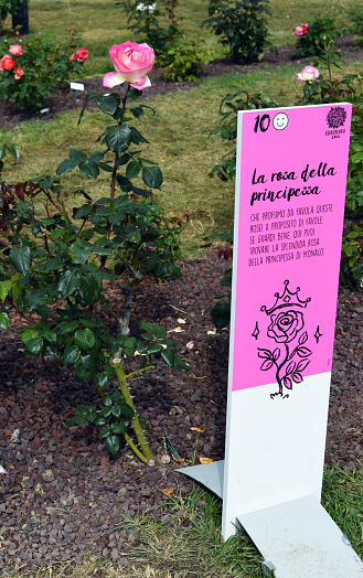 Euroflora Nervi parks, the rose dedicated to the princess of monaco  02 May 2022 Genoa Italy