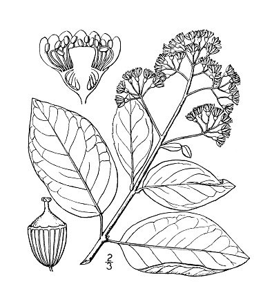 Antique botany plant illustration: decumaria barbara, Decumaria