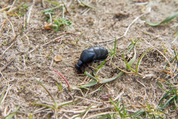 istock The Violet oil beetle (Meloe violaceus) 1395179482