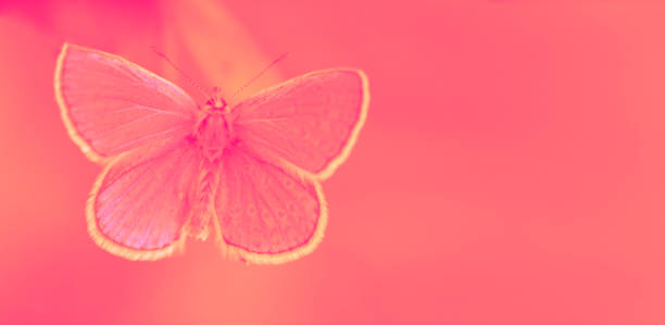Pink butterfly close up with copy space
