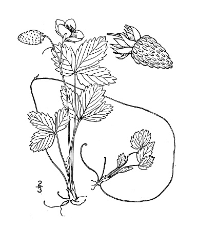 Antique botany plant illustration: Fragaria americana, American Wood Strawberry