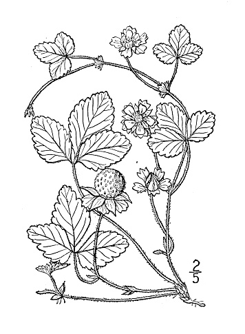Antique botany plant illustration: Duchesnea Indica, Indian Strawberry
