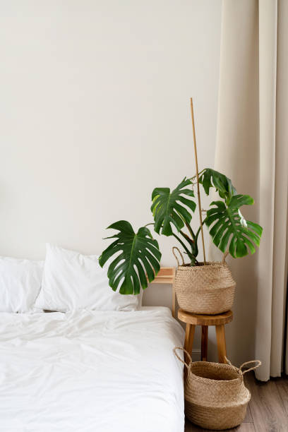 istock Space at home with bed, monstera and laundry baskets 1395180334
