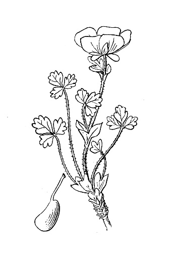 Antique botany plant illustration: Potentilla nana, Low cinquefoil