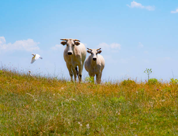 Chianina tuscan cattle in Tuscany, Italy stock photo