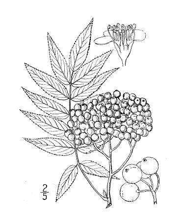 Antique botany plant illustration: Sorbus Americana, American Mountain Ash