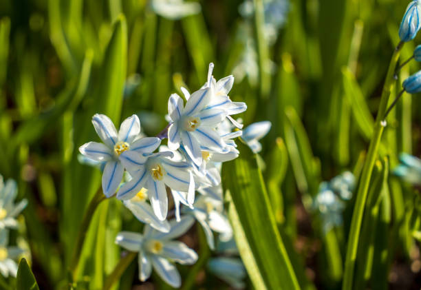 Puschkinia scilloides libanotica blue flowers with a green tinge bloomed in early spring