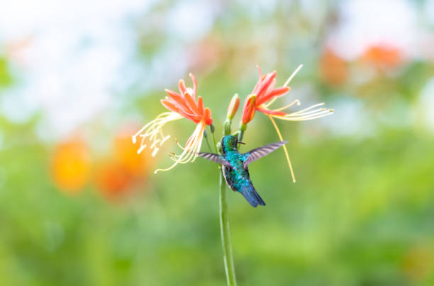 Glittering blue hummingbird flying next to exotic, tropical flower. Dainty, Blue-chinned Sapphire hummingbird, Chlorestes notata, flying away from camera towards an orange Guernsey Lily in bright sunlight. blue chinned sapphire hummingbird stock pictures, royalty-free photos & images